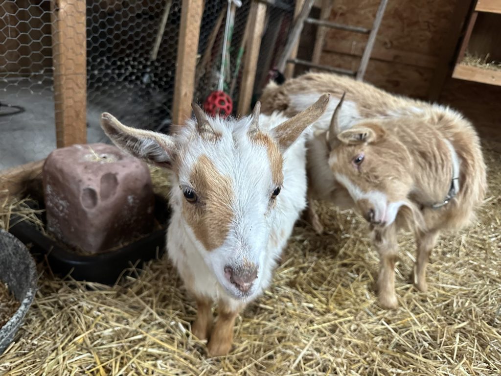 Curious white goat and calm brown goat in a cozy barn with straw bedding.